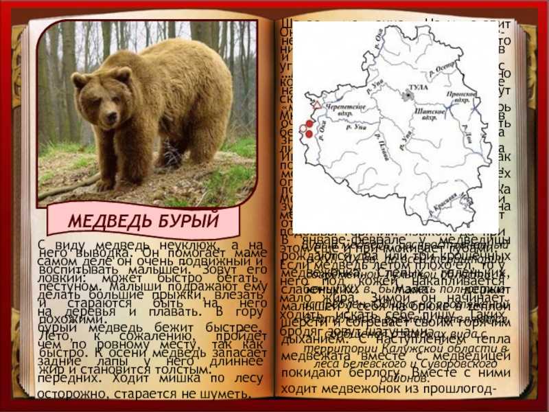 Почему медведи занесены в красную книгу. Бурый медведь во Владимирской области из красной книги. Бурый медведь в Калужской области красная книга. Бурый медведь красная книга Тульской области. Бурый медведь занесен в красную книгу России или нет.