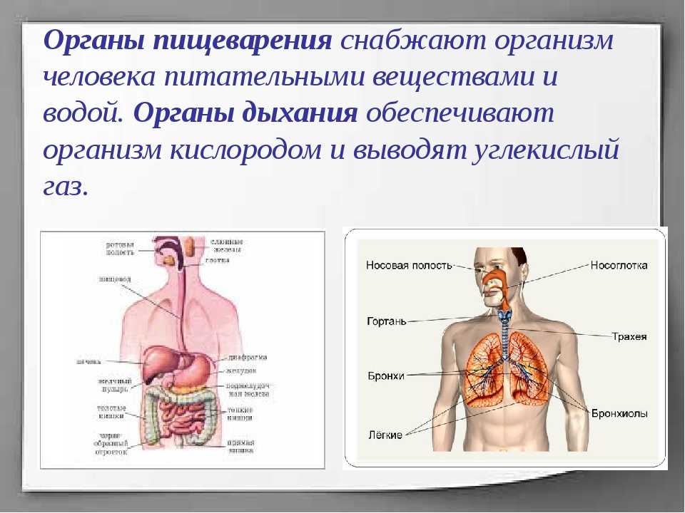 Какие органы принимают участие в дыхании. Дыхательная и пищеварительная система человека. Взаимосвязь пищеварительной системы с дыхательной системой. Общее строение пищеварительной системы человека. Организм человека дыхательная система.