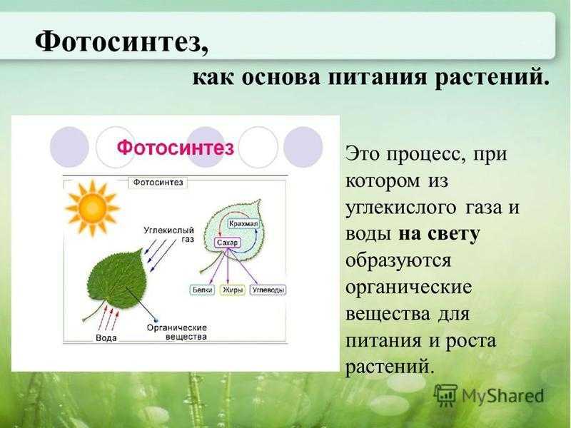 Дыхание как и фотосинтез ответы. Фотосинтез у растений 3 класс окружающий мир. Фотосинтез 3 класс окружающий мир. Схема процесса фотосинтеза. Процесс питания растений.