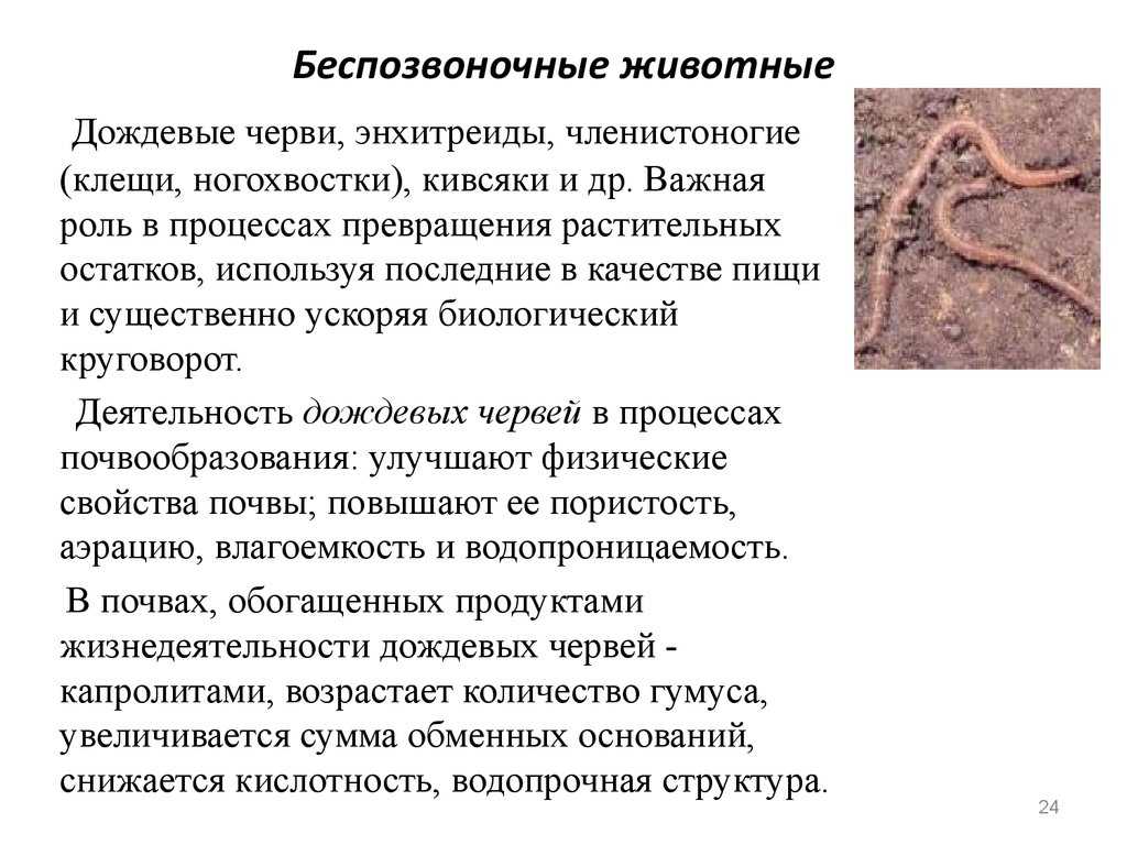 Наука о червях. Черви беспозвоночные животные 3 класс. Доклад по биологии 5 класс беспозвоночные животные. Сообщение на тему беспозвоночные животные. Доклад о беспозвоночном животном.