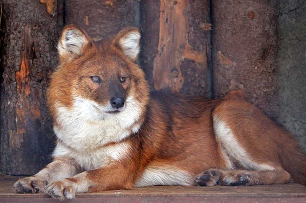Красный или горный волк фото