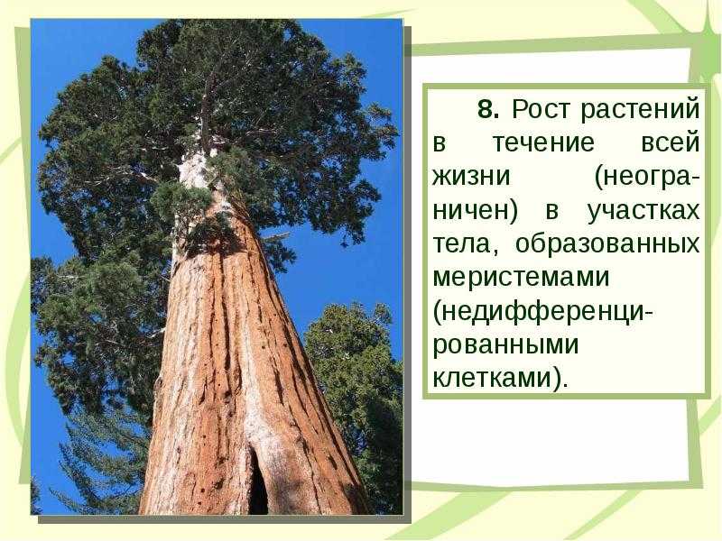 Рассмотри рисунки баобаба пальмы секвойи сосны запиши названия только тех деревьев которые