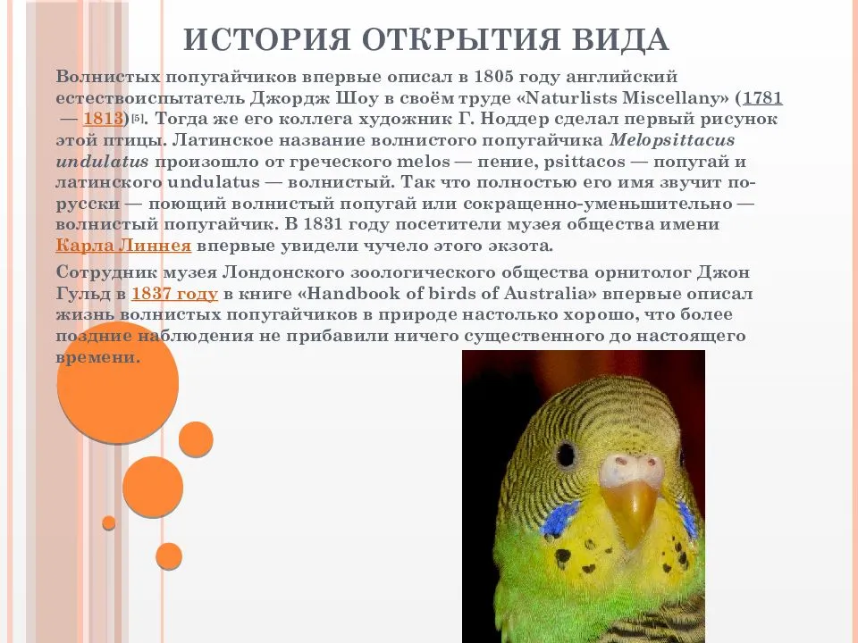 Текст описание про попугая. Рассказ о волнистом попугае. Информация о попугаях. Интересные факты о волнистых попугаях. Волнистый попугай описание.