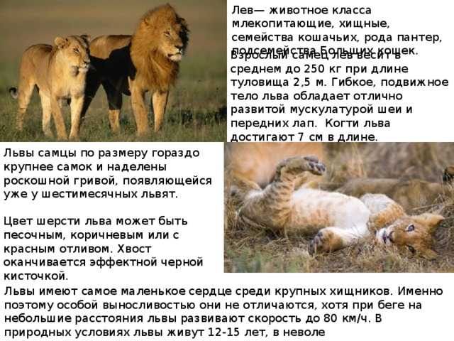 Лев какой род. Лев характеристика животного. Описание дикого животного Льва. Развитие Льва. Сколько весит Лев.