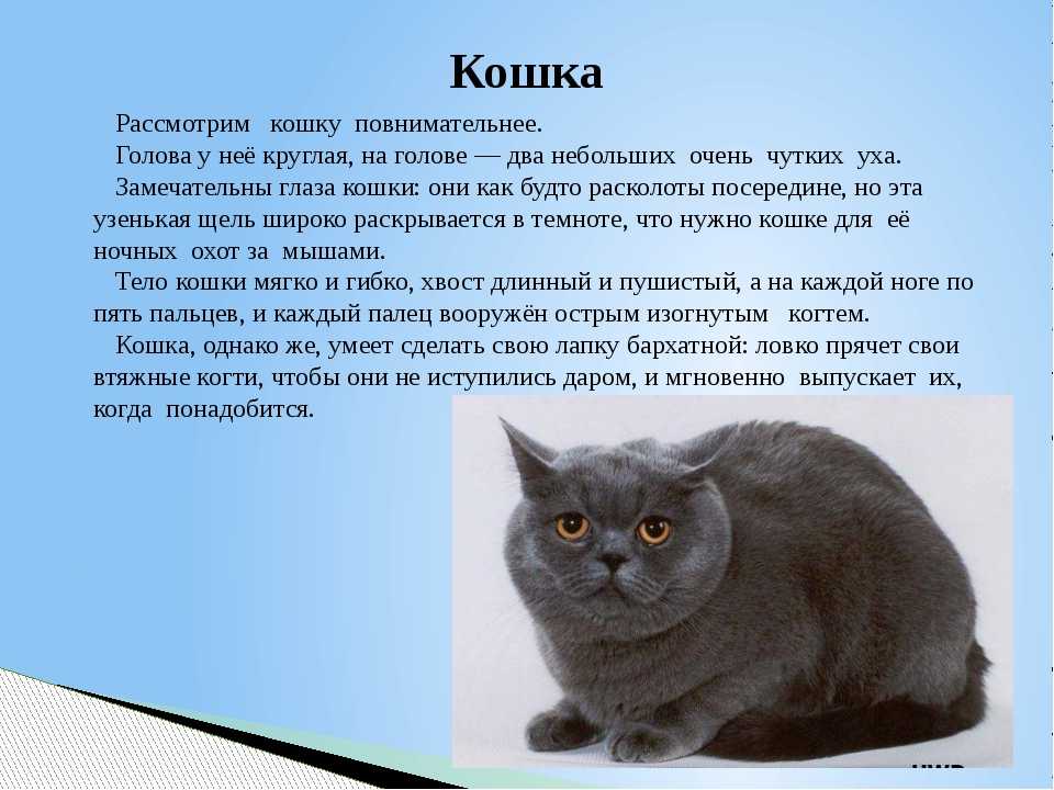 Мой питомец проект 1 класс окружающий мир про кота