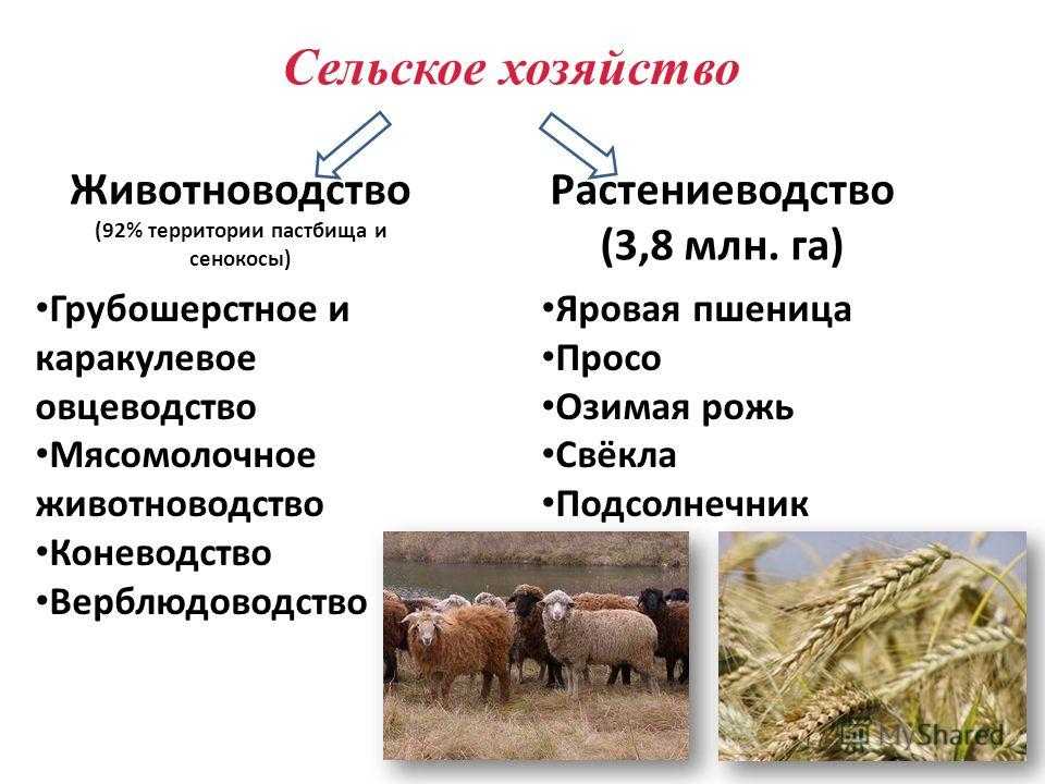 Сельское хозяйство схема. Отрасли животноводства в Западной Сибири. Направление животноводства в россии