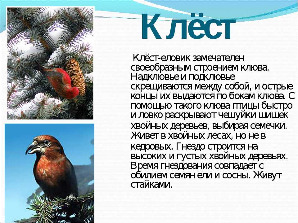 Доклад клёст (птица). описание для детей 1, 2, 3 класс