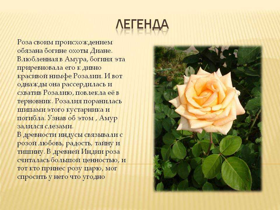 Роза золотая башня фото и описание