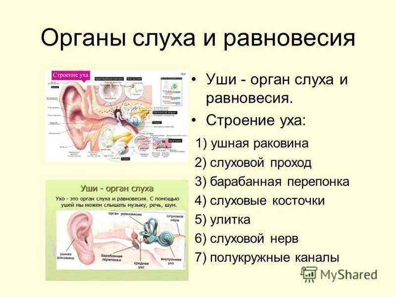 Верные признаки органов слуха человека. Орган слуха и равновесия ухо. Презентация на тему органы слуха. Орган слуха анатомия. Строение органа слуха.