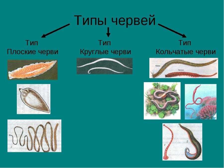 Тип круглых червей биология. Тип плоские круглые кольчатые черви. Типы плоские черви круглые черви кольчатые черви. Тип плоские черви. Тип круглые черви. Круглые черви и кольчатые черви.