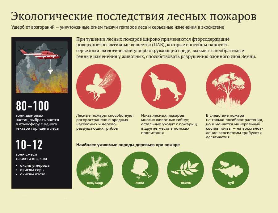 Проблема лесных пожаров в россии презентация