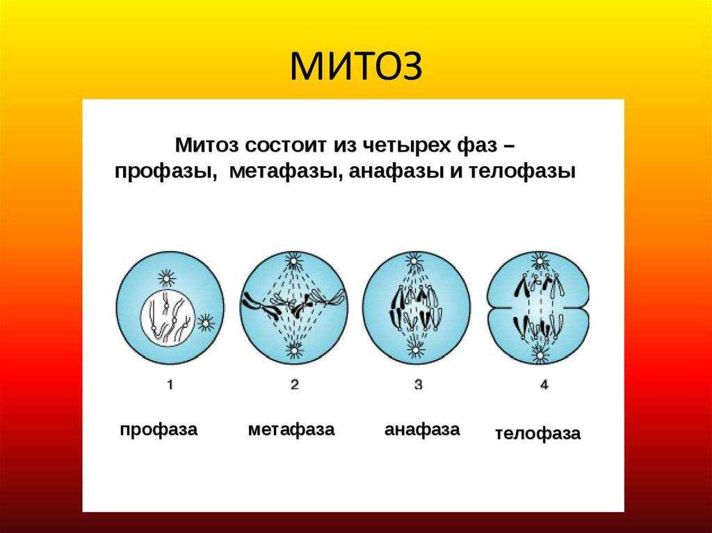 Схема протекания митоза