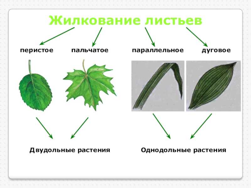 Четыре формы листа. Жилкование листьев у двудольных растений. Жилкование листьев у однодольных растений. Типы жилкования листа. Типы жилкования листьев у растений.