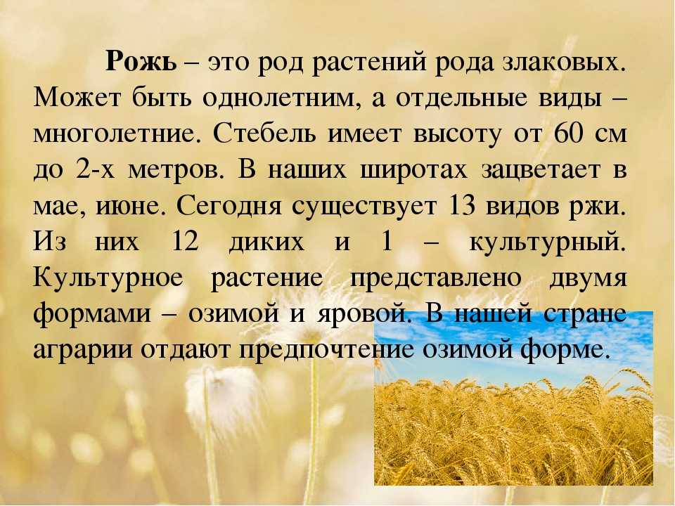 Объяснение слов жито