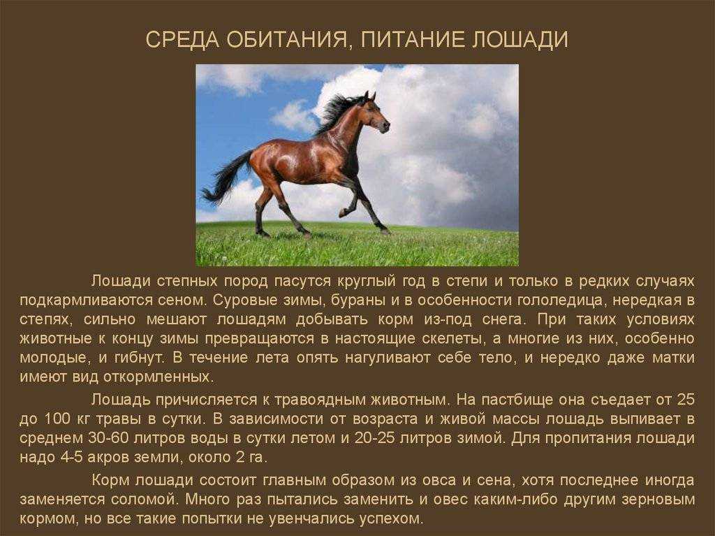 Сделайте заключение о соответствии изображенной на фотографии лошади указанным стандартам породы впр