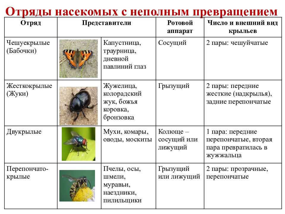 Какой тип развития характерен для муравья. Таблица по биологии 7 класс отряды насекомых представители. Отряды насекомых таблица 7 класс по биологии признаки представители. Отряд с полным превращением таблица 7 класс. Отряды насекомых с полным и неполным превращением.