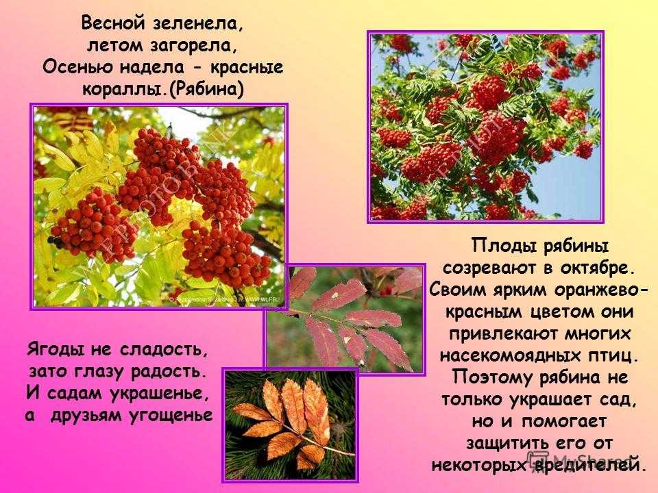 Весной рябинка одна из первых оживает многие деревья план текста