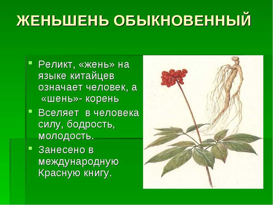 10+ редких растений из красной книги россии — названия, характеристика и фото