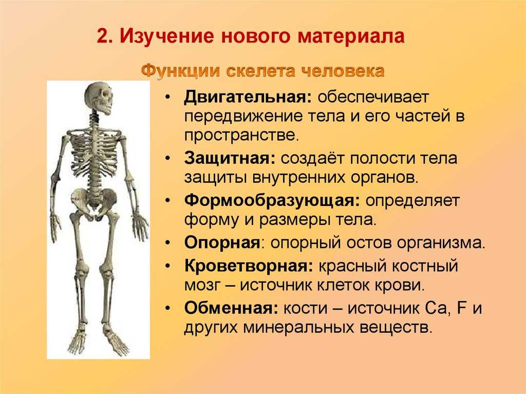 Презентация скелет человека 4 класс