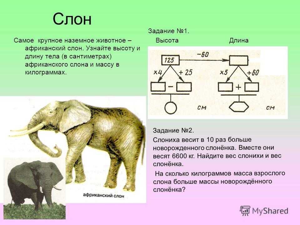 Слон живет 60 лет а слоновая черепаха на 120 лет больше слона схема