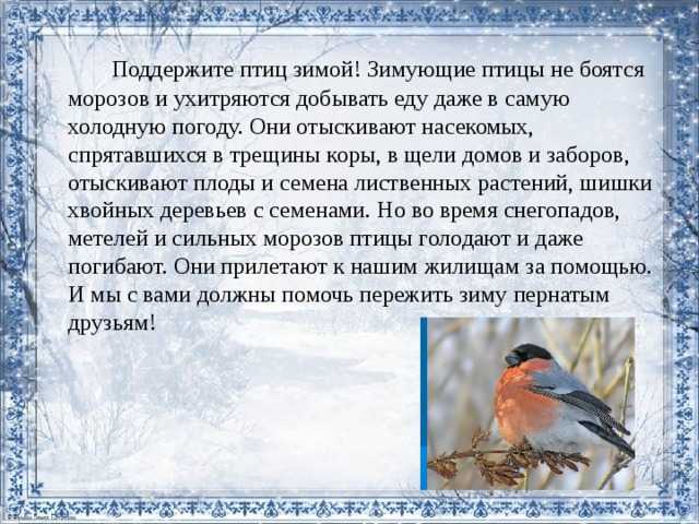 Написать сочинение на тему пернатые гости 3 класс по плану