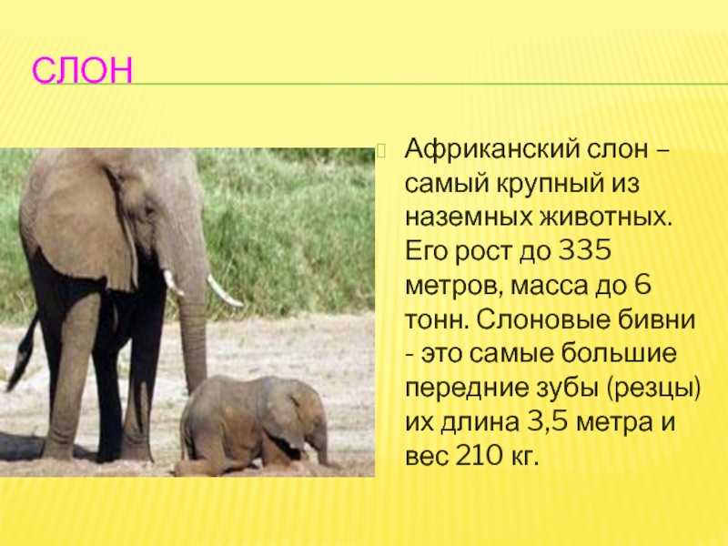 Рост африканского слона