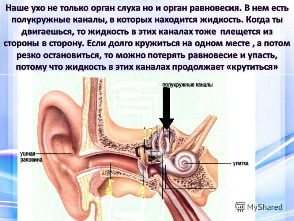 Презентация на тему органы чувств