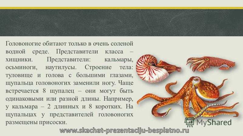 Класс цефалоподы: описание, типы, особенности и фото головоногих моллюсков