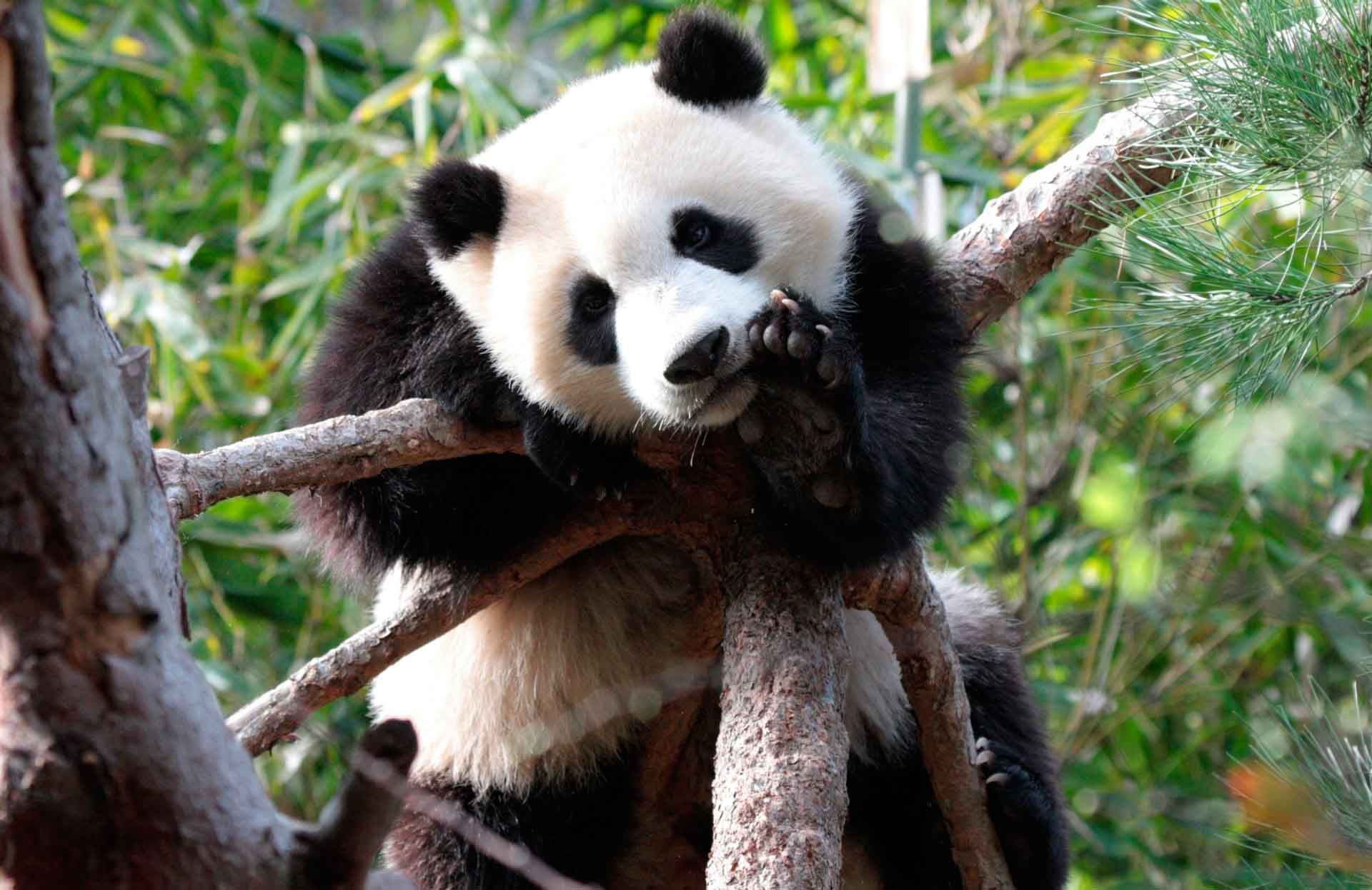 Большая Панда или бамбуковый медведь