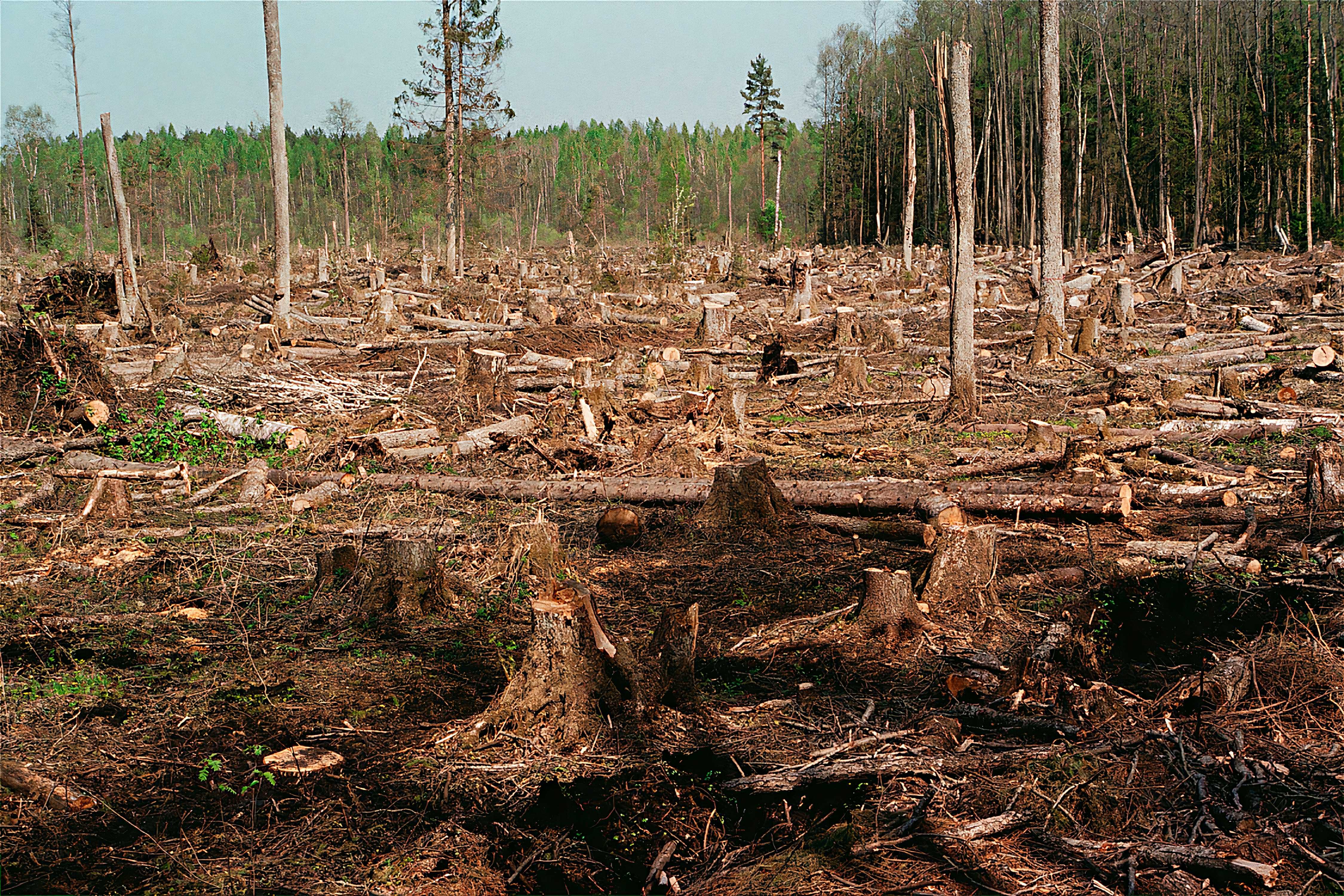 Обезлесивание. Вырубка лесов в Новосибирске. Вырубка деревьев. Вырубленный лес. Вырубленные деревья.