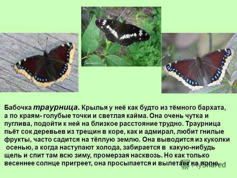 Сделайте описание бабочки крапивницы