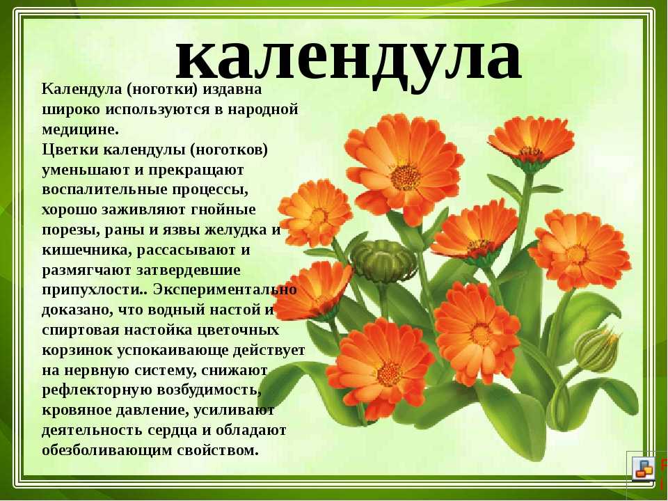 Календула картинка для детей