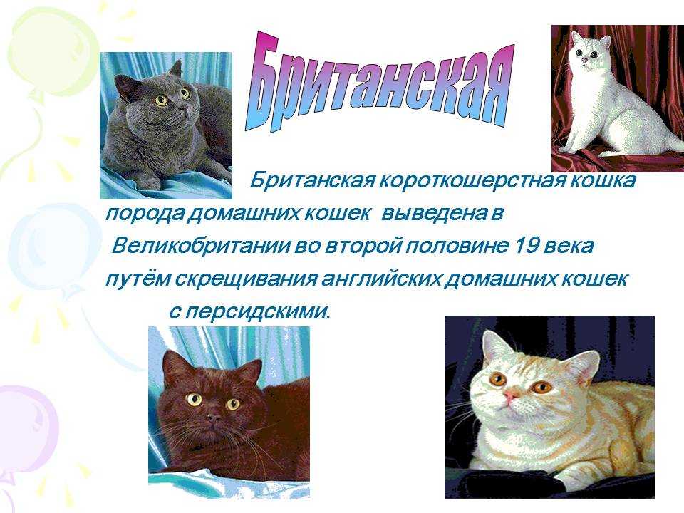 Британская порода кошек фото и описание характер