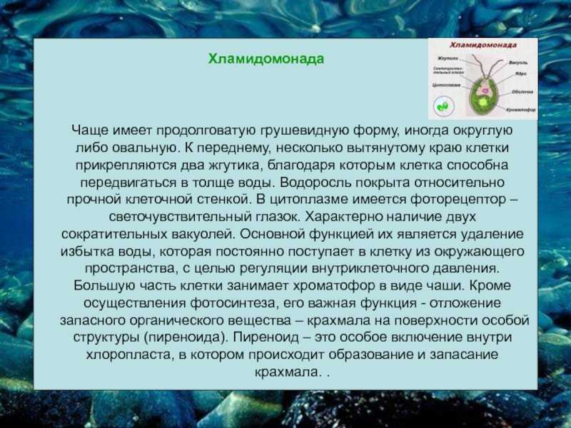 Таблица хламидомонада. Зелёные водоросли хламидомонада. Строение водоросли хламидомонады. Сообщение о хламидомонаде. Строение хламидомонады и значение.