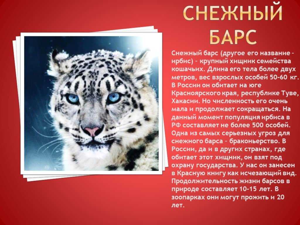 Снежный барс проект 2 класс