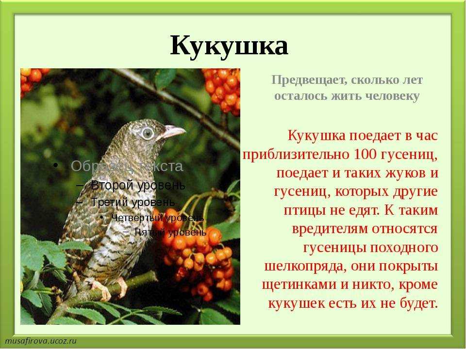 Кукушка фото описание. Кукушка рассказ для детей. Кукушка описание. Кукушка описание для детей. Факты о кукушке.