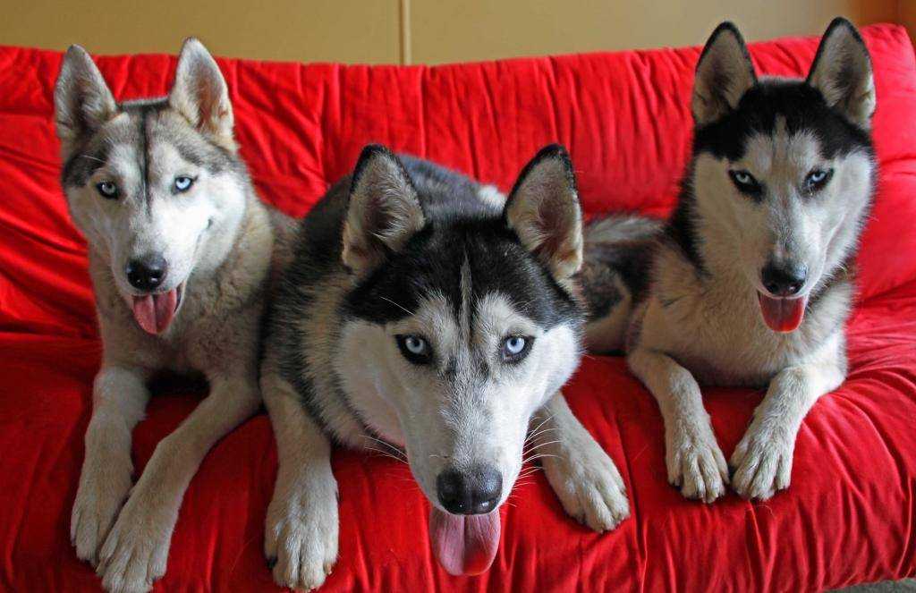 Можно ли заводить. Хаски. Сибирский хаски в квартире. Ездовые собаки породы. Большие собаки для квартиры хаски.