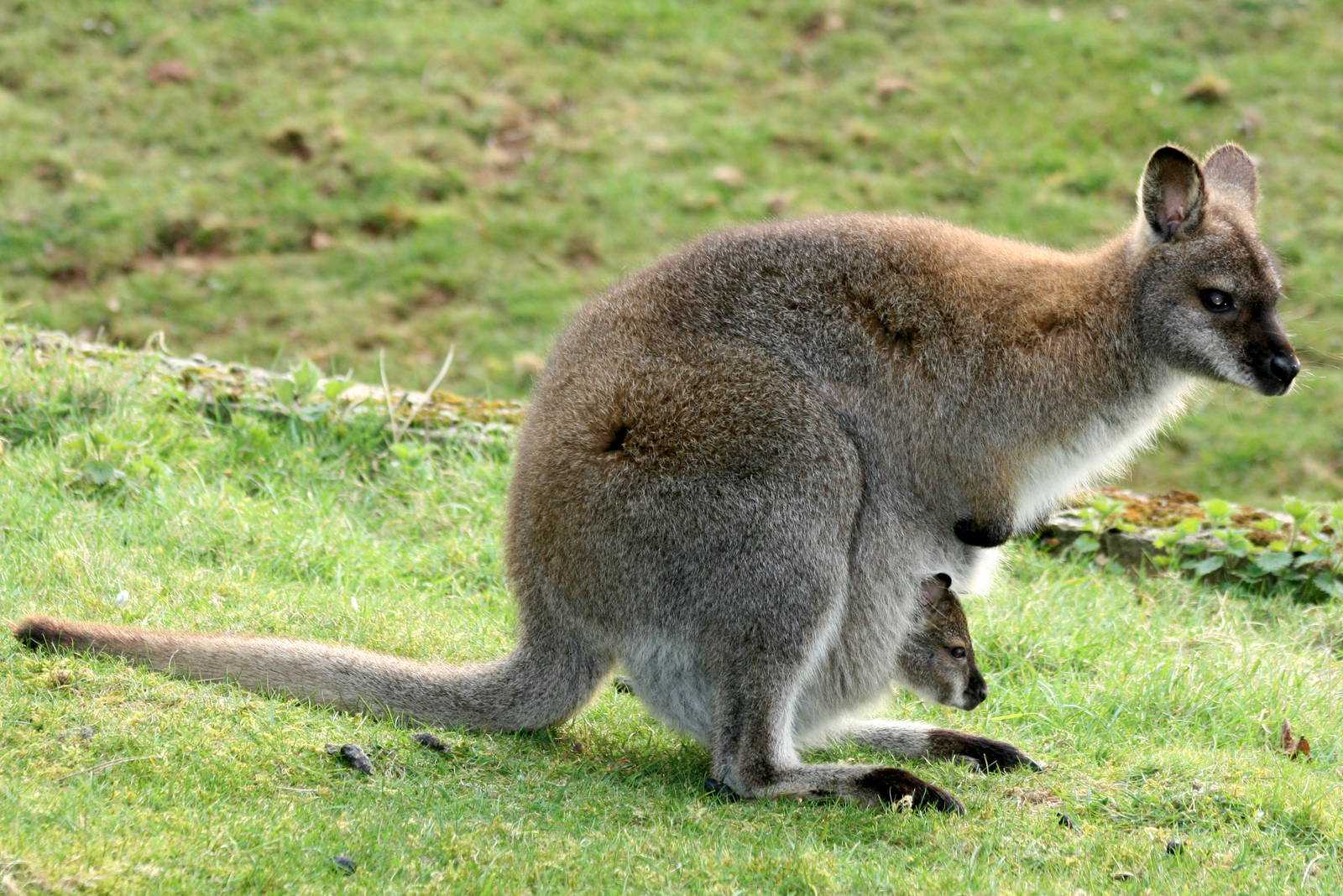 Почему сумчатые сохранились в австралии. Кенгуру валлаби. Животные Австралии валлаби. Карликовый кенгуру валлаби. Кенгуру валлаби Беннета.
