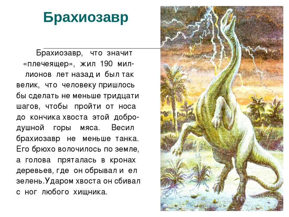 Опиши динозавра. Доклад про динозавра Брахиозавр. Доклад про динозавров. Сообщение о динозаврах 1 класс. Описание динозавров.