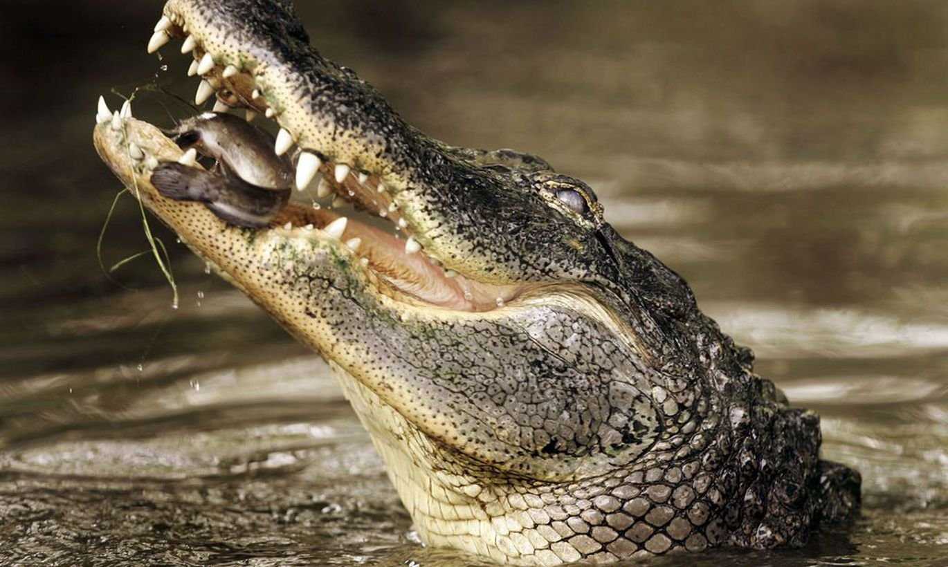 Когда я брею крокодила