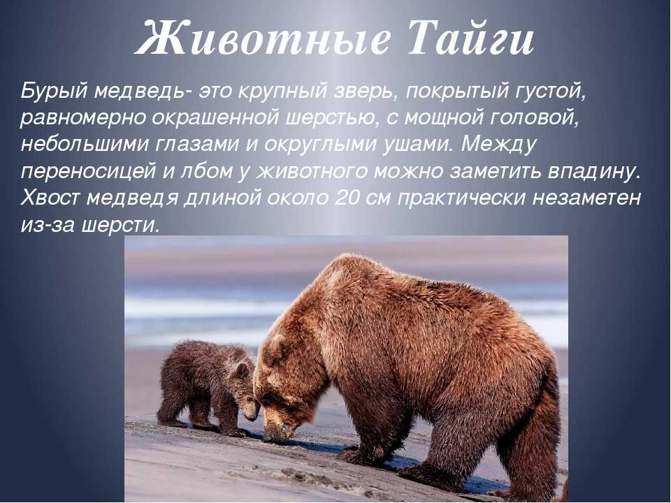 Камчатский бурый медведь сочинение описание по фотографии 5 класс