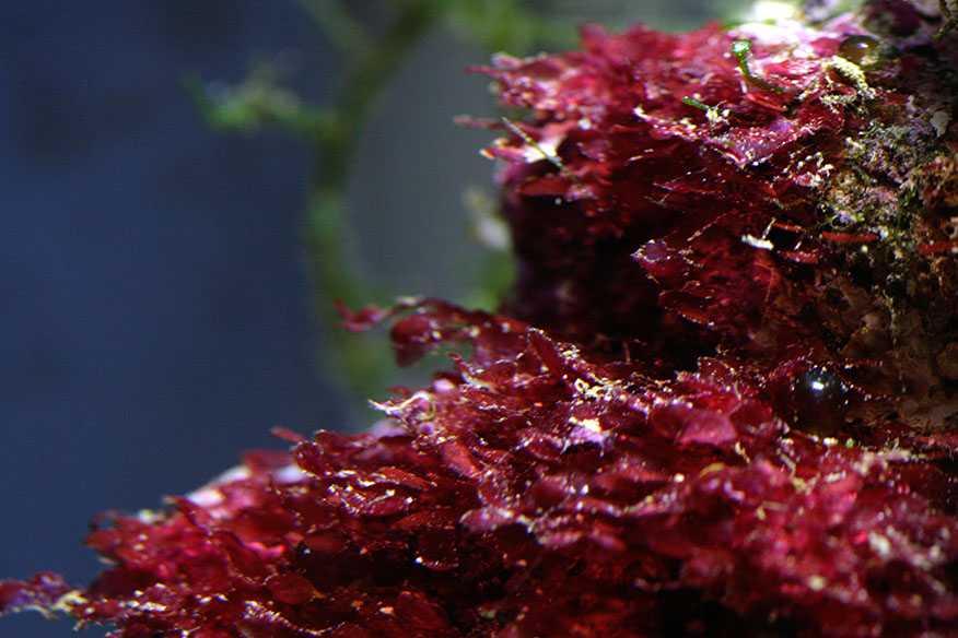 Красной водорослью является. Багрянки водоросли. Красные водоросли багрянки. Каллитамнион водоросль. Порфира водоросль.