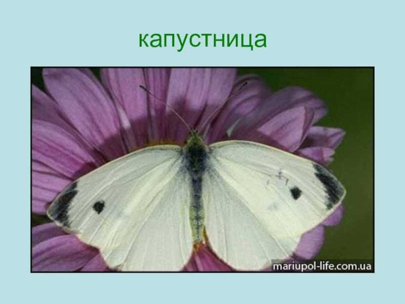 Бабочка капустница (белянка капустная): описание, жизненный цикл, как бороться с вредителем