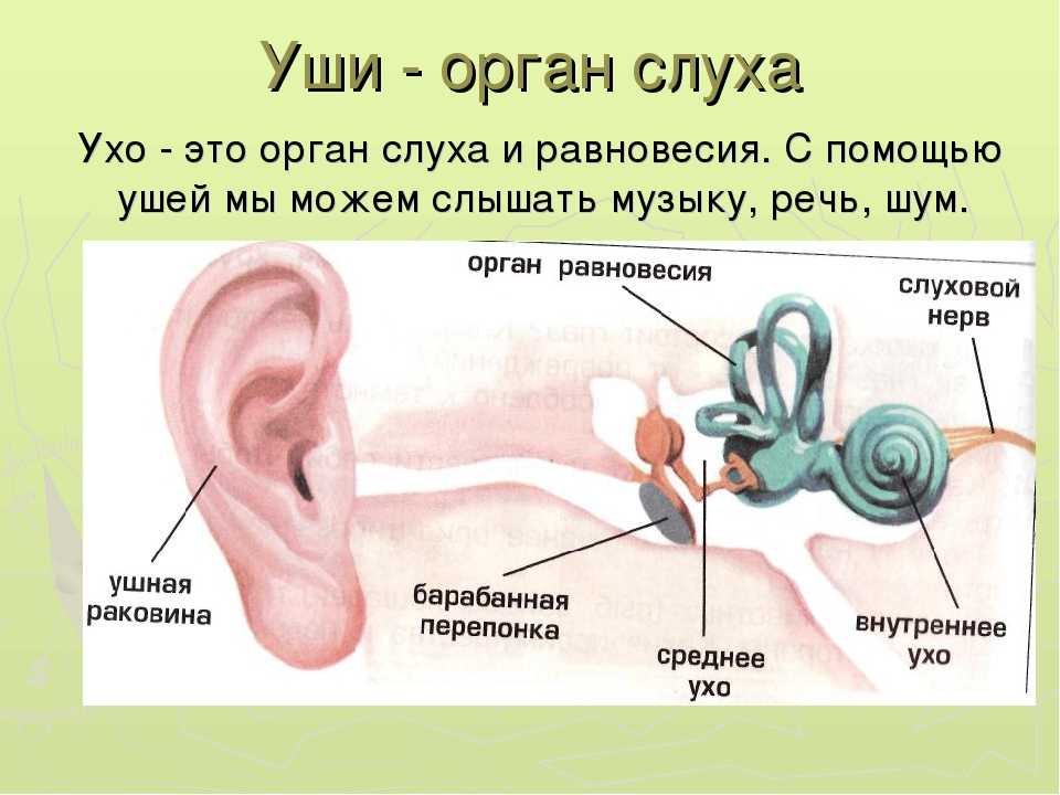 Орган слуха человека - строение, функции, особенности