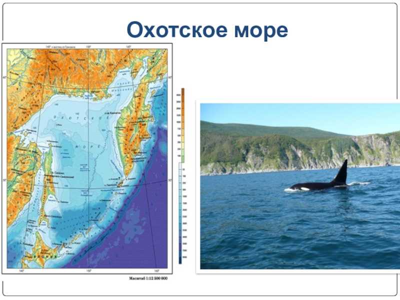 Презентация море охотское море