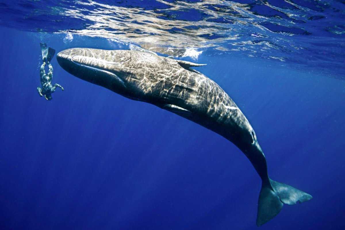 фото самых больших китов в мире