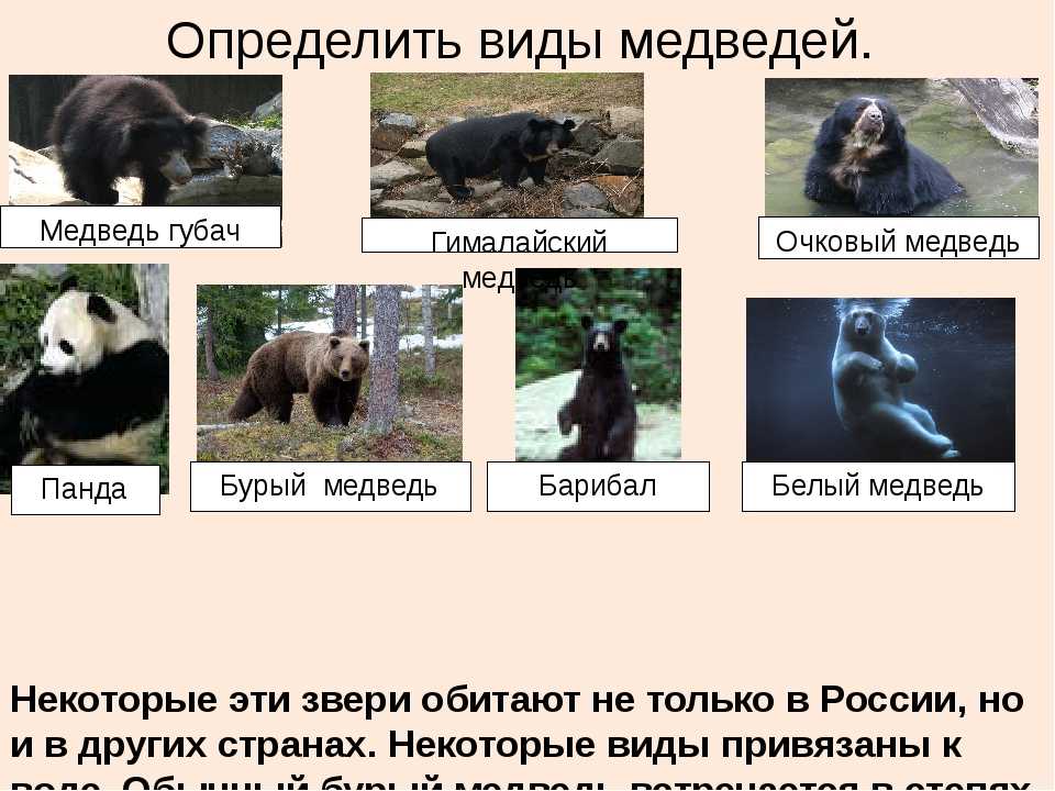 Сколько медведей в мире