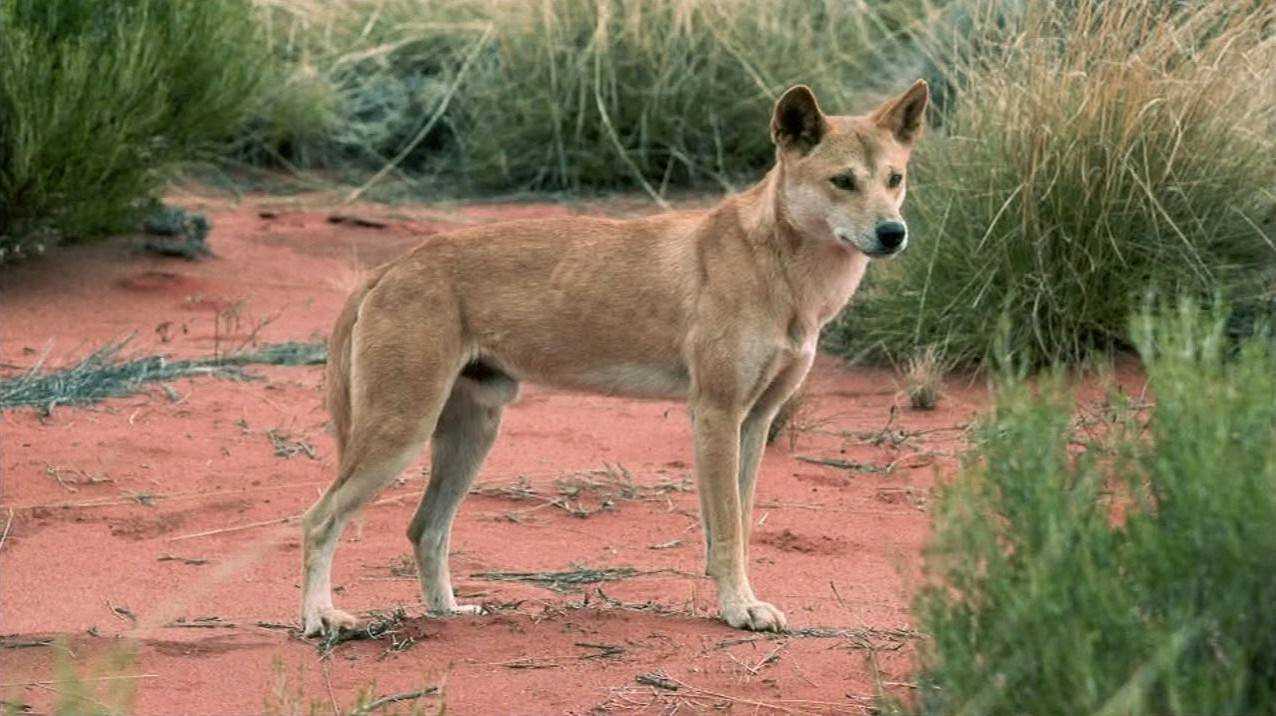 Дикая собака видео. Собака Динго. Динго в Австралии. Австралийская собака Динго. Динго животное Австралии.