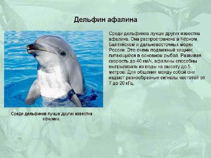 Черноморская Афалина красная книга. Дельфин Афалина красная книга. Дельфин Афалина в черном море. Скорость дельфина в воде