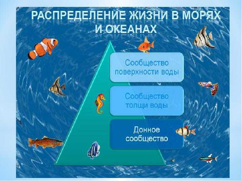 Рисунок жизнь в океане по географии 6 класс